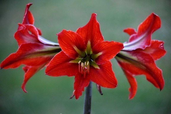 amaryllis, close-up, detail, pistil, three, flower, flowers, plant, garden, blossom