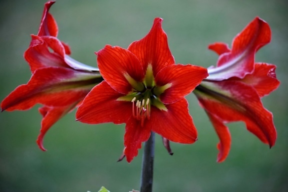 Amaryllis, fiorire, petali di, rosso, stame, fiori, Giardino, natura, fiore, Flora