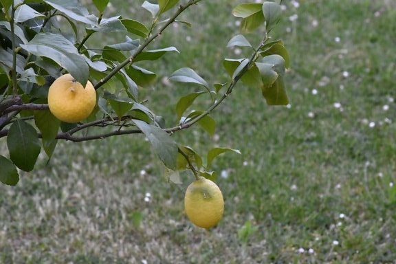 плодове, плодно дърво, лимон, природата, овощна градина, органични, дърво, тропик, цитрусови плодове, здрави