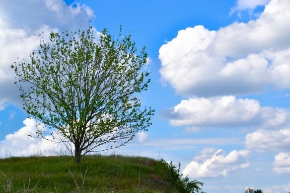 alone, hillside, hilltop, lonely, tree, plant, landscape, nature, countryside, rural