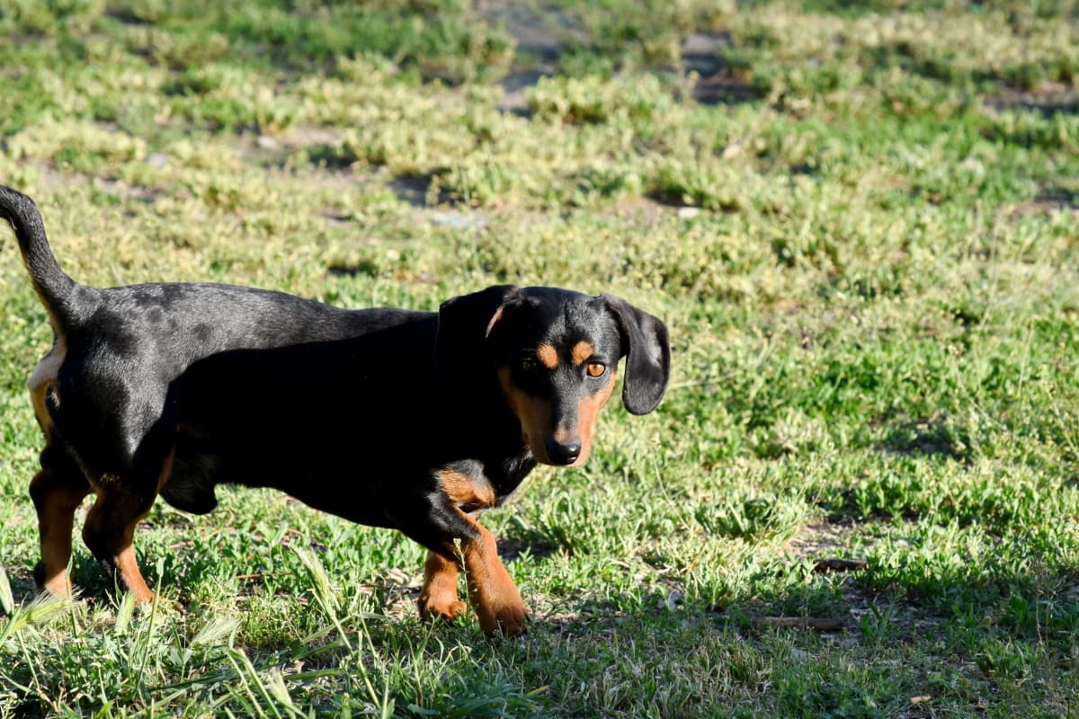 pet, grass, animal, dog, cute, puppy, field, domestic, outdoors, looking