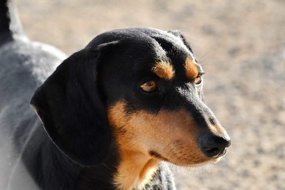 dachshund, side view, pet, dog, hound, animal, cute, portrait, puppy, fur