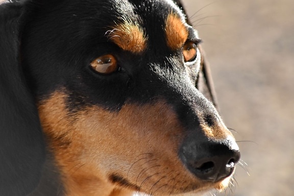 animal, close-up, dachshund, dog, eyes, head, nose, portrait, cute, shepherd dog