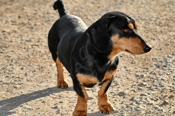dachshund, dog, pets, purebred, small, cute, canine, animal, puppy, portrait