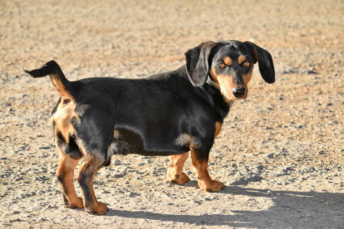 フリー写真画像 ダックスフント 犬 純血種 横から見た図 太陽の光 犬 かわいい 動物 子犬 ペット