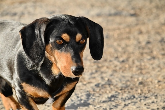 close-up, dachshund, eyes, canine, cute, shepherd dog, pet, animal, dog, hound