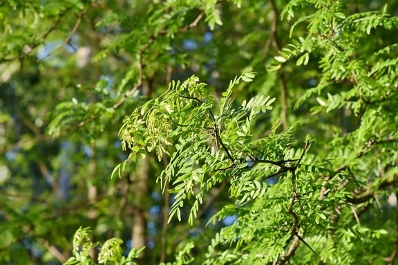 Acacia pycnantha, branches, beau temps, feuillage, forêt, feuilles vertes, nature sauvage, nature, arbre, feuille