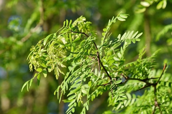 Acacia, ramas, hojas verdes, tiempo de primavera, espina, árbol, bosque, naturaleza, verano, planta