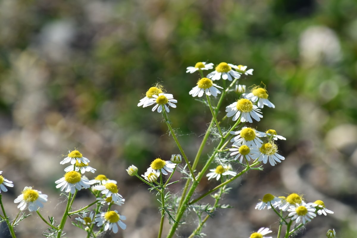 chamomile, plant, herb, flower, spring, flora, blossom, nature, meadow, summer