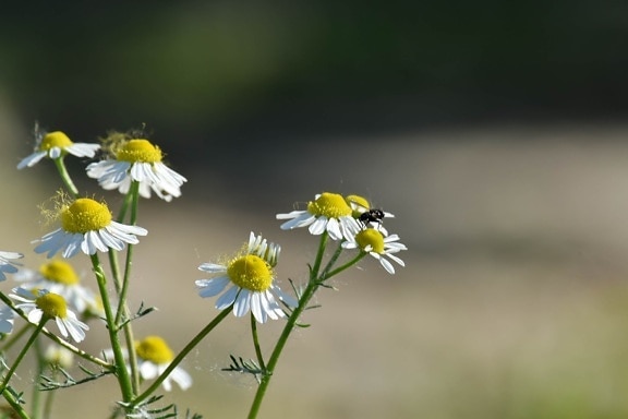 beautiful flowers, chamomile, insect, pollen, pollinating, meadow, nature, summer, blossom, herb