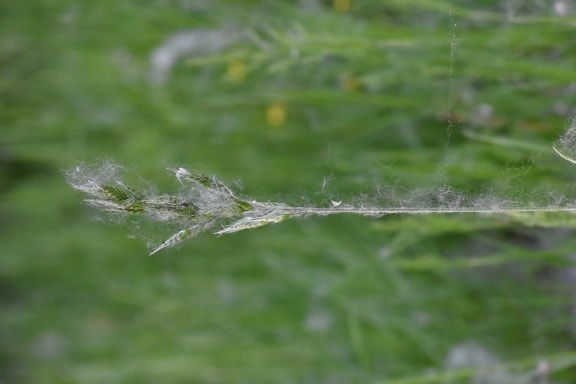 close-up, grass, horizontal, side view, spider web, leaf, plant, nature, dew, outdoors