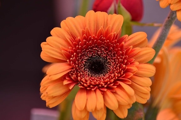 schöne Blumen, aus nächster Nähe, Orange gelb, Stempel, Pollen, Blütenblatt, Blüte, blühen, Natur, Flora
