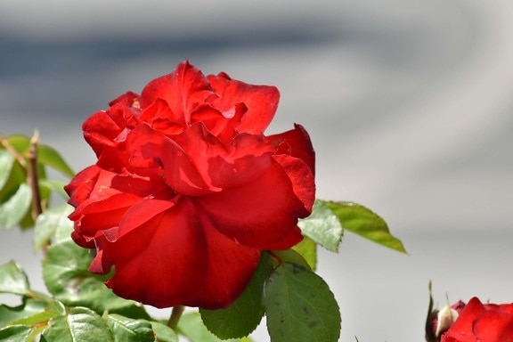rouge, Rose, des roses, feuille, Rose, bourgeon, pétale, plante, nature, fleur