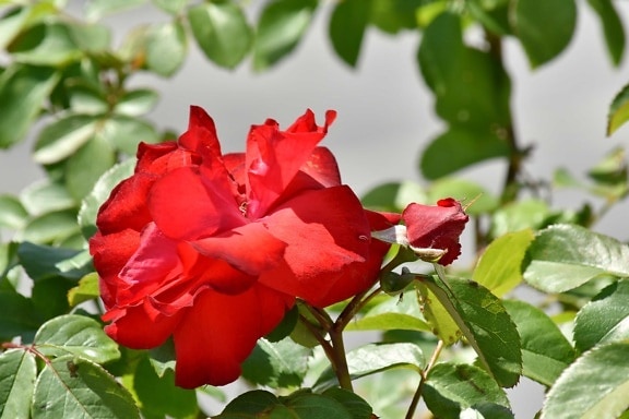 червен, рози, цвят, природата, растителна, Роза, храст, цвете, венчелистче, листа