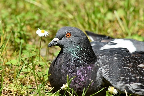 close-up, colorful, eye, head, laying, pigeon, relaxing, bird, nature, beak