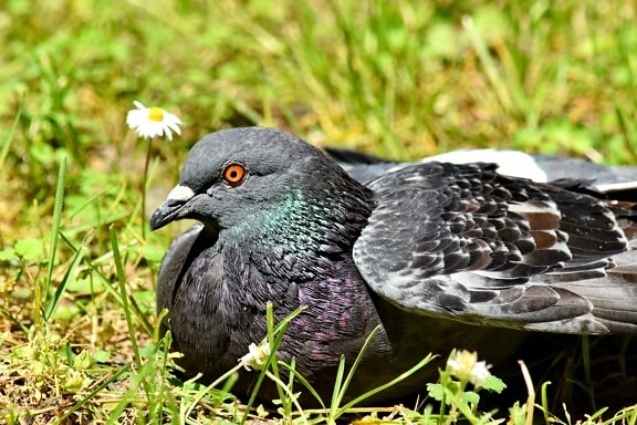 pigeon, beak, nature, bird, wildlife, feather, animal, wild, outdoors, grass