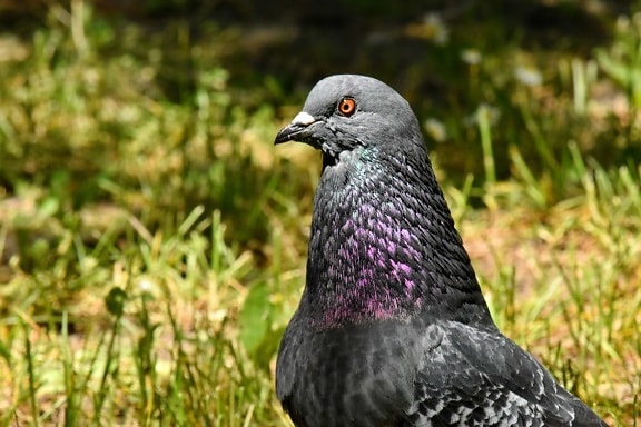 animal, bird, conference, curiosity, looking, pigeon, beak, feather, wildlife, outdoors