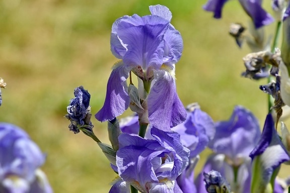 bloemknop, bloementuin, tuinbouw, Iris, paars, Violet, plant, natuur, bloem, tuin