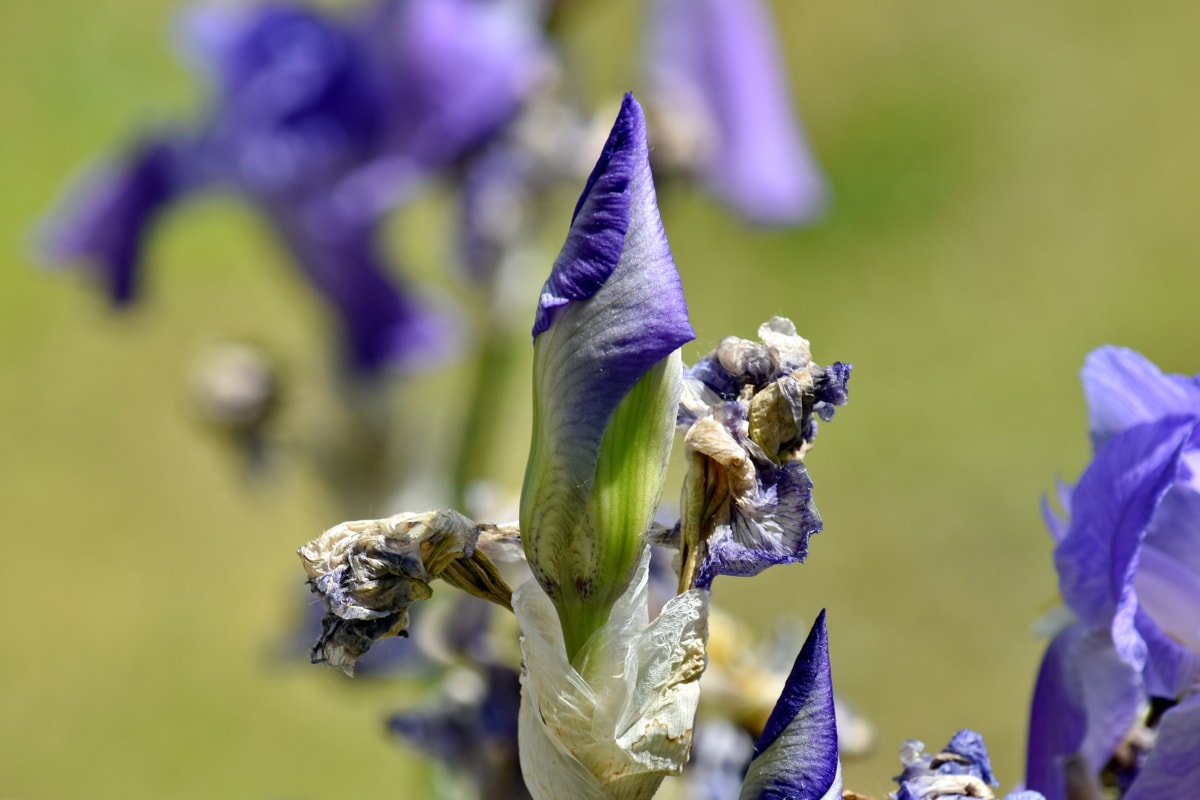 close-up, dry, dry season, iris, petals, flower, plant, herb, nature, outdoors
