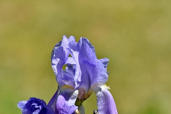 sininen, fokus, Iris, violetti, violetin, keväällä, kukka, kasvi, luonto, ulkona