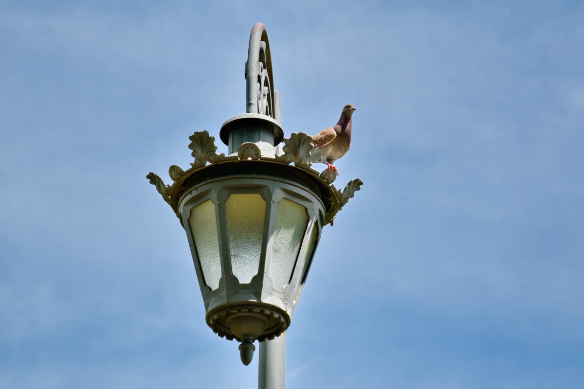 animal, bird, blue sky, cast iron, lamp, pigeon, street, architecture, outdoors, lantern