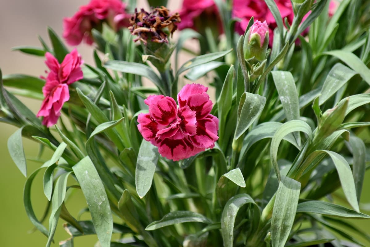 Hoa cẩm chướng, hơi hồng, Hoa, cây bụi, thực vật, màu hồng, Sân vườn, lá, hoa, hoa