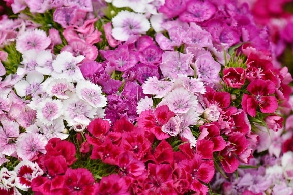 Blumenstrauß, Nelke, Rosa, violett, Natur, Garten, Sommer, Farbe, Blütenblatt, Rosa