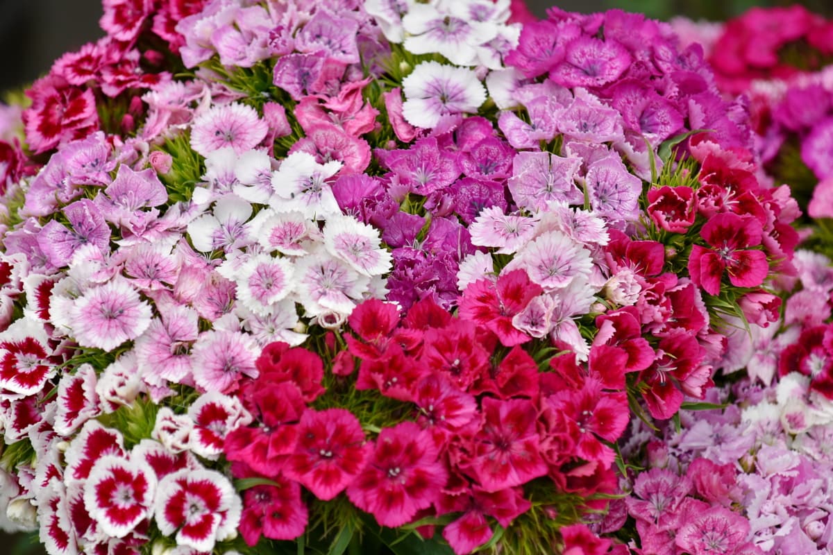 フリー写真画像 花束 カーネーション クラスタ カラフルです 自然 夏 ピンク 花 低木 花びら