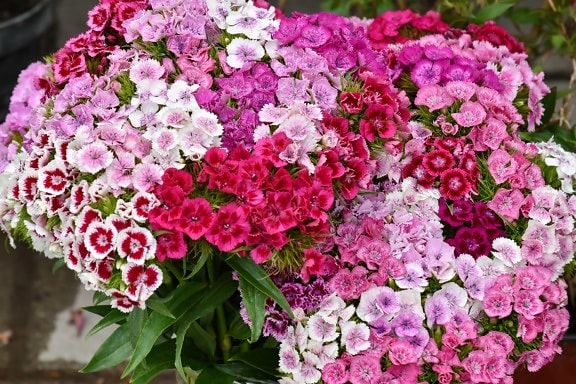 carnation, cluster, flora, petal, bouquet, flower, nature, garden, summer, blooming