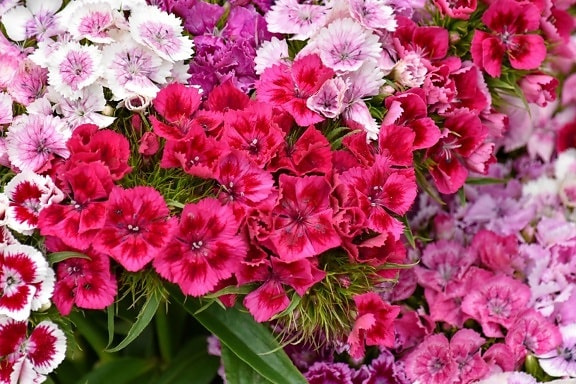 belles fleurs, Blooming, Carnation, pétales, rosâtre, rougeâtre, jardin, bouquet, pétale, flore