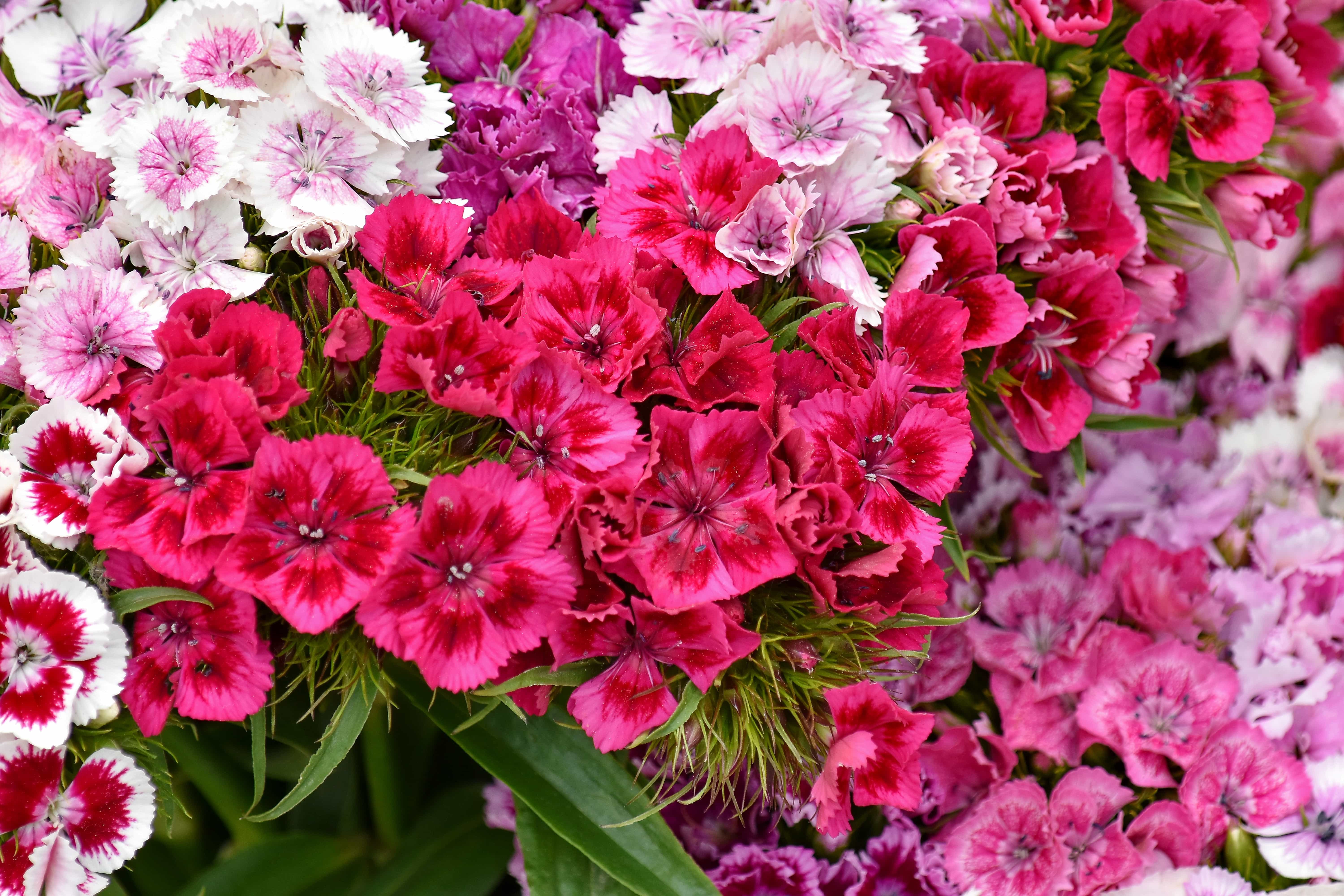 フリー写真画像 美しい花 咲く カーネーション 花びら ピンク 赤 ガーデン 花束 花びら フローラ
