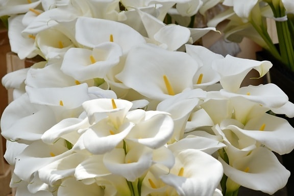 elegância, fragrância, flor branca, natureza, branco, pétala, flor, romance, amor, folha