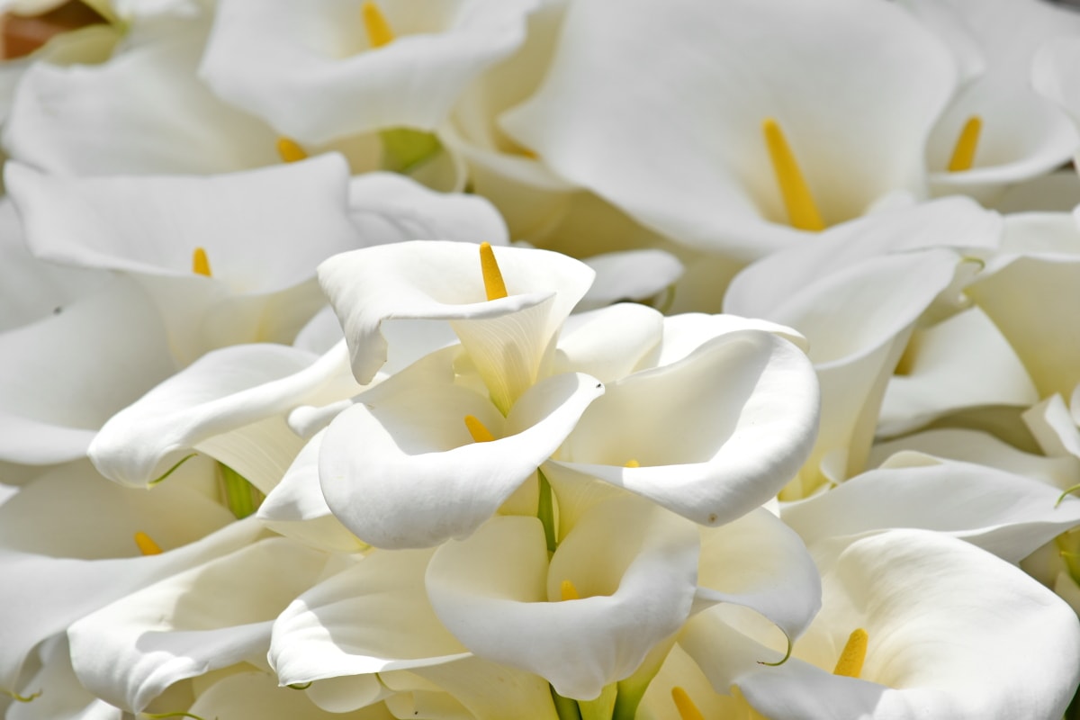 elegancia, piestik, biely kvet, biela, príroda, kvet, elegantné, krídlo, svetlé, flóra