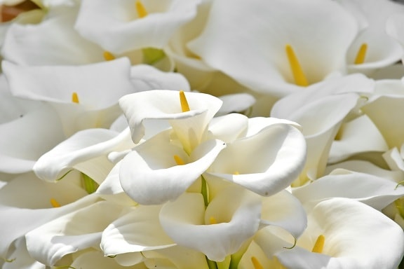 élégance, pistil, fleur blanche, blanc, nature, fleur, élégant, feuille, brillant, flore