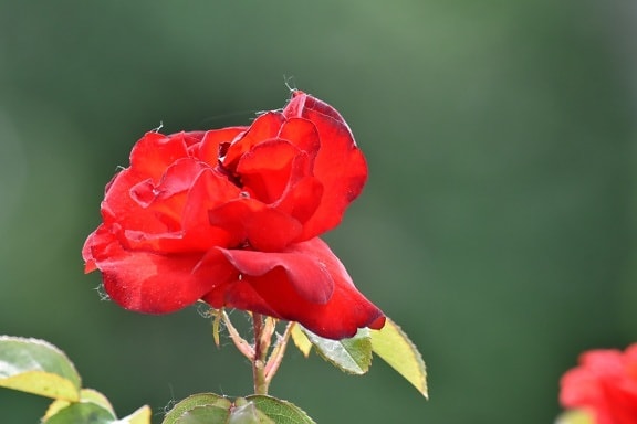 красиви цветя, червен, Роза, цвете, природата, венчелистче, растителна, градина, храст, пъпка