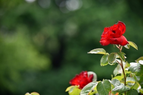 vackert foto, blomknopp, blomma trädgård, röd, rosor, blad, ökade, knopp, Anläggningen, naturen
