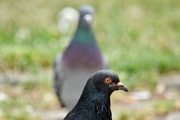 focus, head, pigeon, portrait, side view, wildlife, beak, dove, bird, outdoors