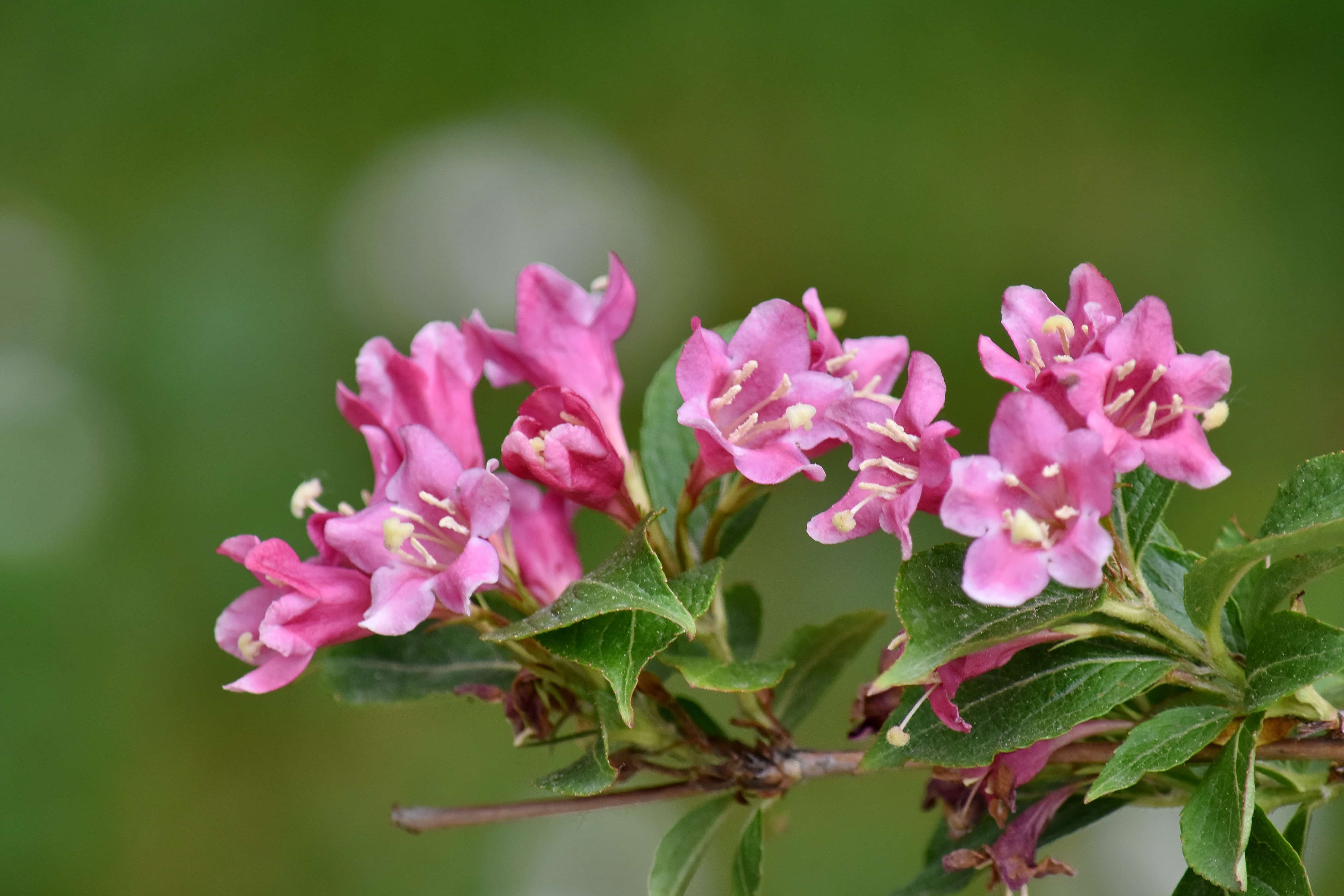 フリー写真画像 美しい花 枝 茂み 緑の葉 ピンク 春の時間 花 自然 フローラ ガーデン