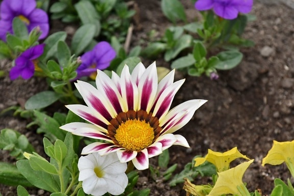 地面, 花瓣, 粉红色, 白花, 夏天, 性质, 植物, 开花, 植物区系, 花园