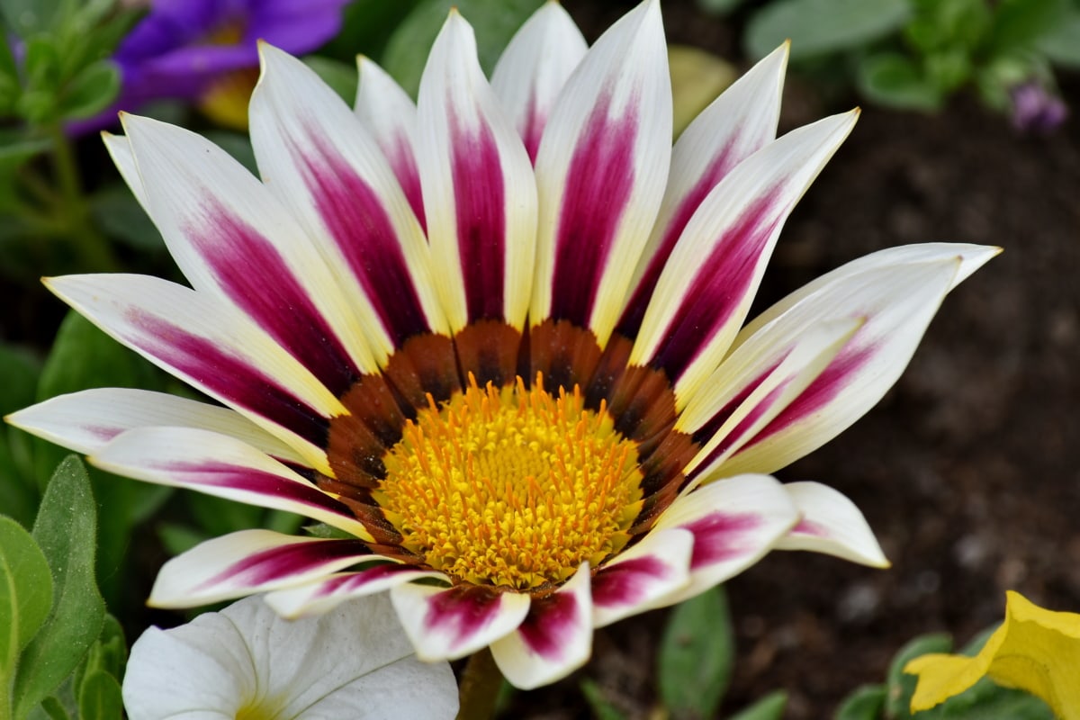 close-up, flower garden, horticulture, pinkish, pistil, pollen, white flower, garden, leaf, flower