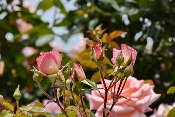 филиалы, цветочный сад, розовый, лист, цветок, завод, кустарник, природа, роза, флора