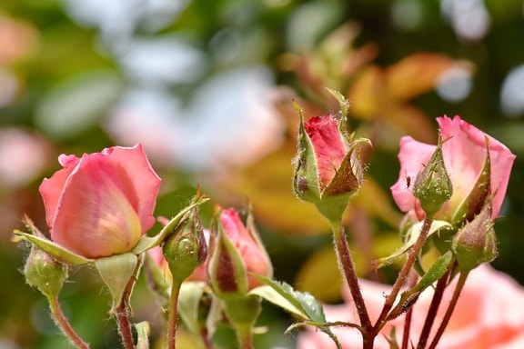 Екология, хубаво време, Градинарство, рози, пролетно време, природата, листа, цвят, Роза, цвете