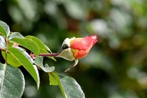 flower bud, flower garden, horizontal, orange yellow, leaf, flower, nature, bud, rose, outdoors