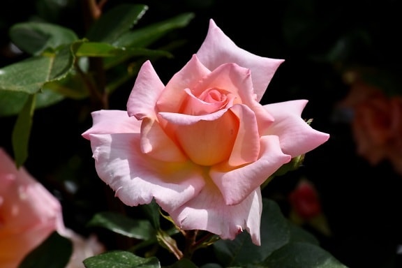 elegant, flori de gradina, roz, trandafiri, floare, natura, frunze, roz, arbust, mugur