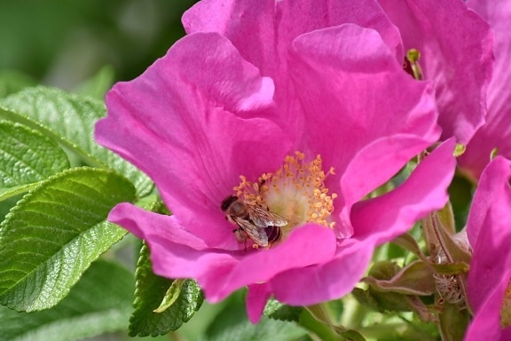 fair weather, honeybee, insect, pollen, pollinating, wildlife, rose, blossom, nature, pink