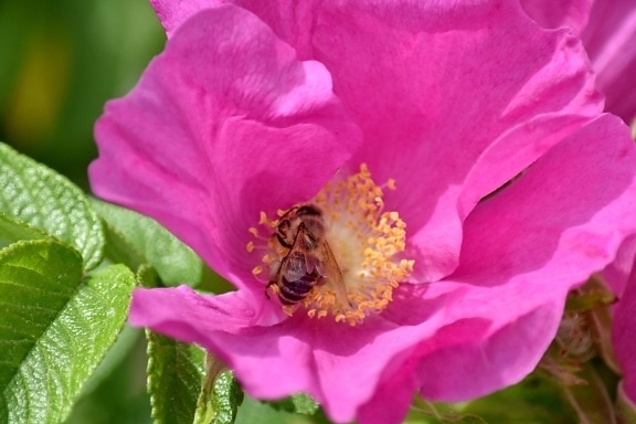 abeille, bouton floral, jardin fleuri, abeille, insecte, pistil, pollen, Rose, fleur, nature