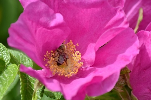 bee, honeybee, pollen, rose, flora, shrub, plant, nature, petal, flower