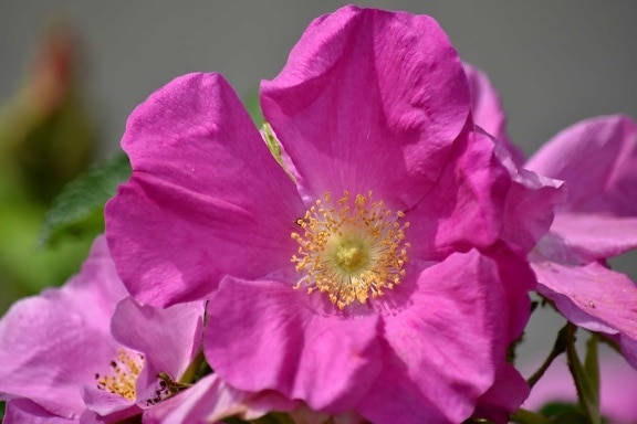 pink, rose, wilderness, flower, garden, plant, petal, nature, flora, shrub