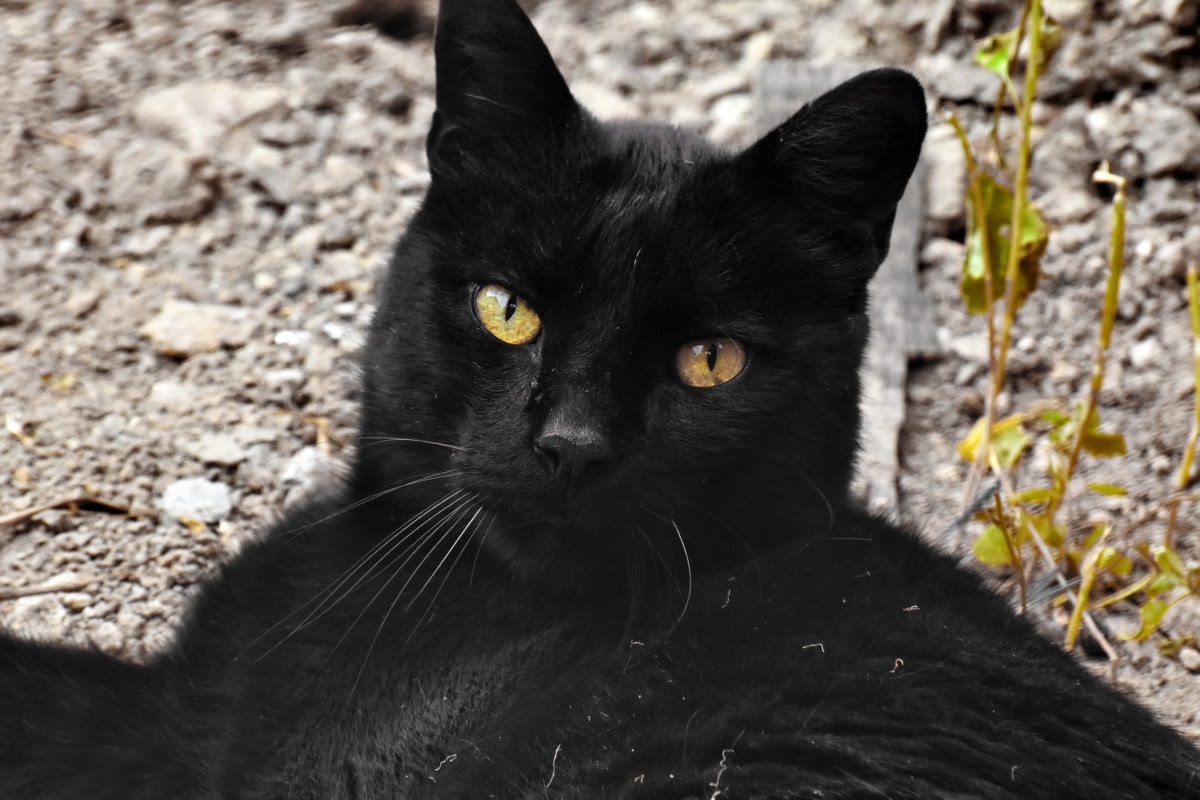 czarny, Kot, Kot domowy, oczy, Głowica, wąsy, nos, wąsy, kotek, Futro