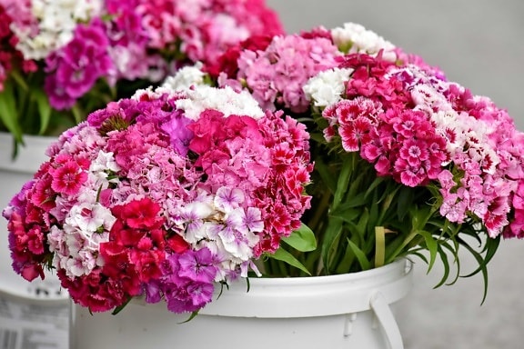 bucket, carnation, cluster, outdoors, pinkish, flora, summer, petal, bouquet, blooming